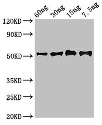 GH | Gamma-glutamyl hydrolase in the group Antibodies Plant/Algal / Environmental Stress / Plant Oxidative Stress at Agrisera AB (Antibodies for research) (AS19 4347)
